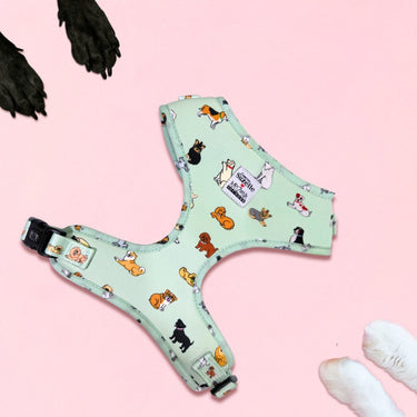Harnais pour chien en H - Coucou Suzette